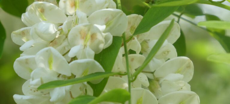 Bloeiende Robinia